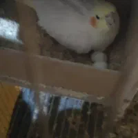 جفت عروس با تخم|پرنده|فسا, |دیوار