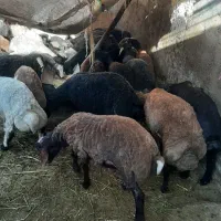 بره چاق تمام گوشت|حیوانات مزرعه|کهن آباد, |دیوار