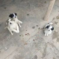 واگذاری توله سگ پاکوتاه خوشگل و با استعداد