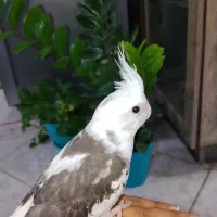 عروس هلندی سه ماهه