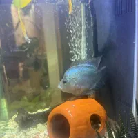 فلاور ابی تایسلیک|ماهی|تهران, نیروی هوایی (پیروزی)|دیوار