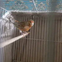 قناری نر سرخ مست|پرنده|تربت‌حیدریه, کوی شهید احمدزاده ملکی|دیوار