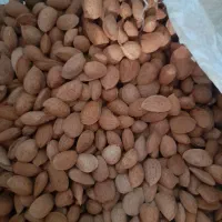 بادام|خوردنی و آشامیدنی|شیراز, اکبر آباد|دیوار