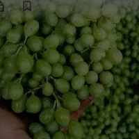 غوره درشت خوب