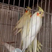 عروس هلندی|پرنده|ارومیه, |دیوار