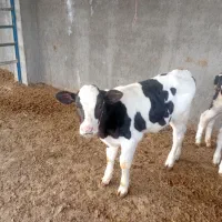 گوساله نر ۲ ماه