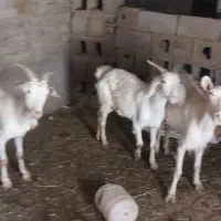 بز سانن