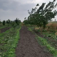 باغ-با-انواع-درختان-بارده-قیمت-مناسب