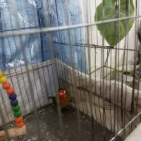 جفت طوطی برزیلی|پرنده|کرمان, |دیوار