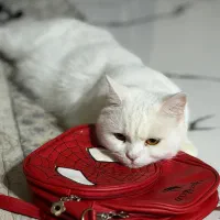 واگذاری گربه اسکاتیش