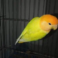 طوطی برزیلی رنگ خاص و عروس هلندی