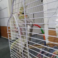 معامله یا فروش عروس هلندی نر با ماده