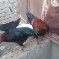 خروس