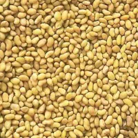 بذر یونجه
