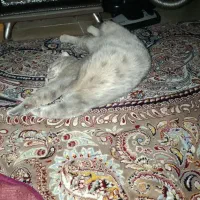 گربه|گربه|مهریز, |دیوار