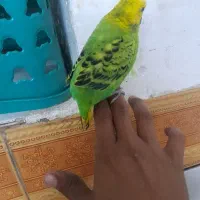 مرغ عشق|پرنده|کارون, |دیوار