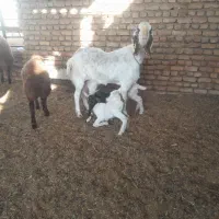 بز زایده یگ بزغاله نر یکی ماده گوش بلدن|حیوانات مزرعه|خلیل آباد, |دیوار