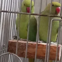 طوطی ملنگو ماده