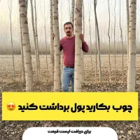 نهال صنوبر یکسال تا سه ساله اصل