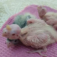 جوجه عروس هلندی