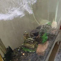 آکواریوم شرکتی مدل دلسا|ماهی|مشکیندشت, |دیوار