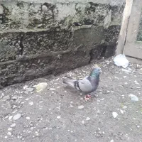 کبوتر ماده کاکلی