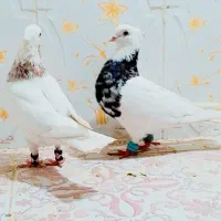 جفت طوقی کاکلی عطیقه و سار کله هما هفترنگ
