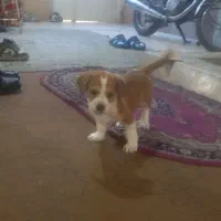 واگذاری توله سگ ماده