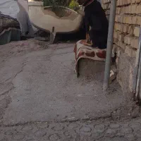 سگ نگهبان|سگ|آبادان, |دیوار