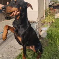 دوبرمن ماده اوکراینی اصیل.معاوضعه