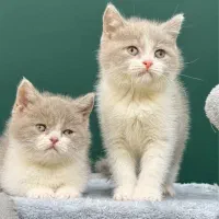 بیریتیش بایکالر پاندایی