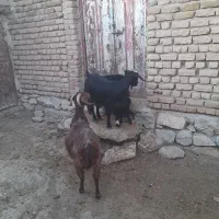 دوراس‌بز‌وبزغاله