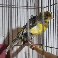 قناری بالغ ماده|پرنده|گرگان, |دیوار