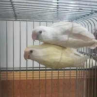 جفت طوطی برزیلی کار داده