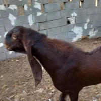 کاموری|حیوانات مزرعه|بندر کنگان, |دیوار