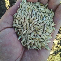 جو بذری وحیوانی|لوازم جانبی حیوانات|موران, |دیوار