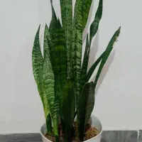 سانسوریا|گل و گیاه طبیعی|اردبیل, |دیوار