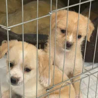 توله سگ آپارتمانی|سگ|اصفهان, هزارجریب|دیوار