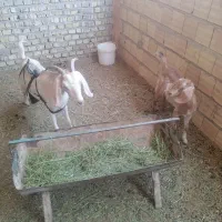 فروش یک راس بز و کهره دو رگ سانان