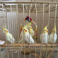 عروس هلندی