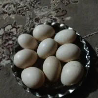 تخم اردک ومرغابی