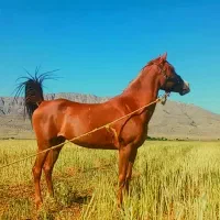 فروش مادیون عرب