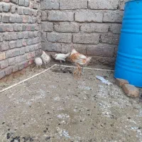 جوجه مرغ وخروس بزرگ وکوچک.موجودهست|حیوانات مزرعه|زابل, |دیوار