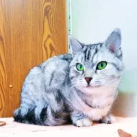 گربه برتیش سیلور انفولد