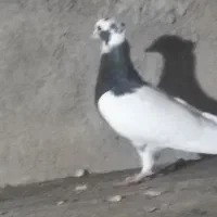 کبوتر طوقی|پرنده|اسفرورین, |دیوار