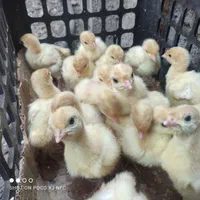 بوقلمون گوشتی