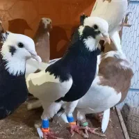 12 تا کبوتر طوقی 6 تا نر 6 تا ماده