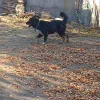 واگذاری سگ نر اصیل ذات قدیم|سگ|هشترود, |دیوار