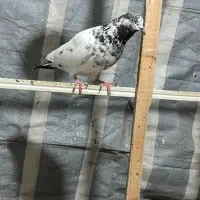 سلام کبوترای باخت رفته