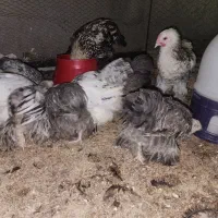 جوجه مرغ خروس برهما ۴.۵ ماهه|حیوانات مزرعه|یزد, |دیوار